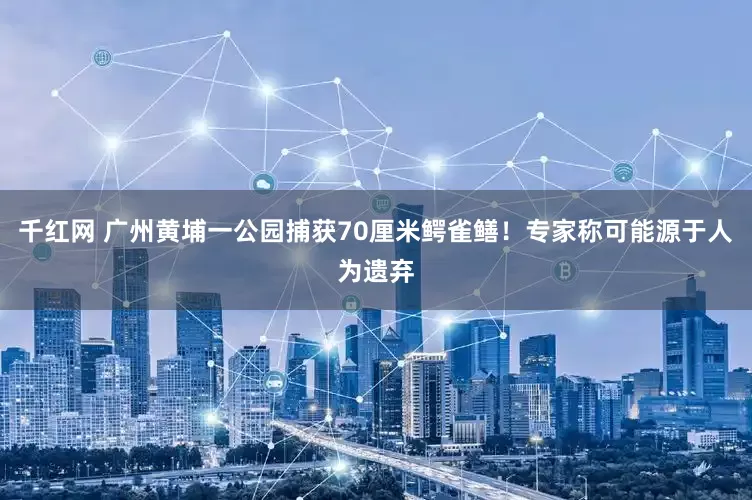 千红网 广州黄埔一公园捕获70厘米鳄雀鳝！专家称可能源于人为遗弃
